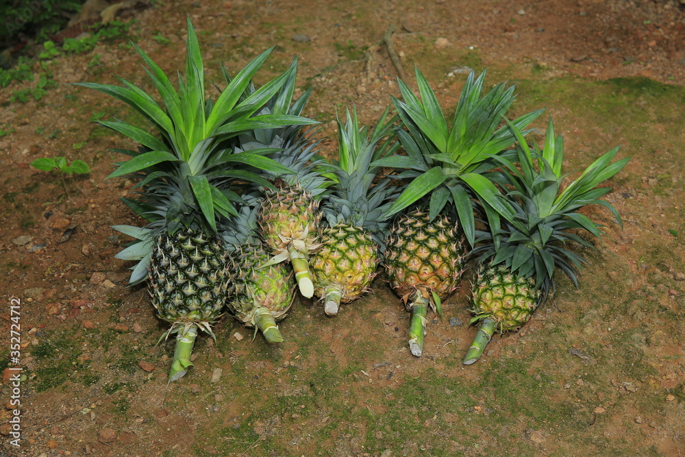 Wall mural Fresh sweet ripe pineapple fruits on natural background