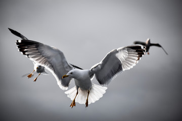 Obraz premium seagulls in flight
