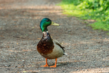 close up of a green head male duck standing in the middle of the path inside park with green grasses on the side