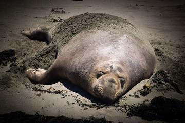sea lion sleeping