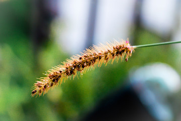 Grass Flower
