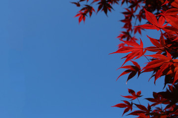 red maple leaves in blue sky