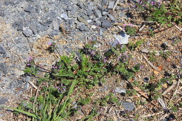 砂利と土の地面の境目で咲いたホトケノザ