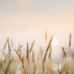 Fototapeta premium Beautiful golden wheat fields with sunset natural background.