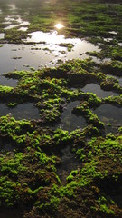 Moss on the Reef