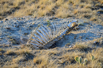 Skeletal remains of a large mammal in the desert