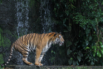Fototapeta na wymiar Close up tiger walk in front of the waterfall at thailand.