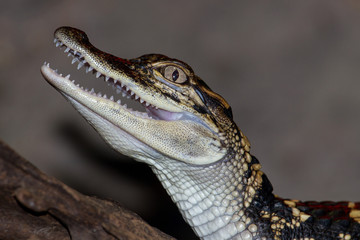 Fototapeta premium Close up of captive baby Alligator