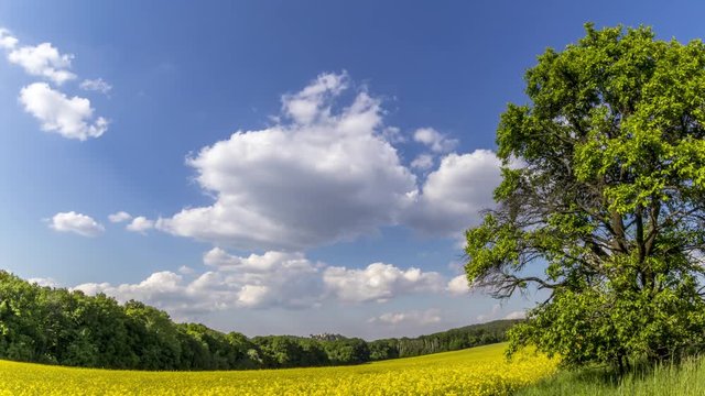 Timelapse with big tree and fields where oilseed rape is grown overlooking the surrounding countryside and the landmark of Helfstyn Castle with fast moving clouds in the sky during a sunny day.