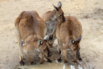 Wallaroo's drinking from a pool of water © Ken Griffiths