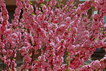 Blooming cherry blossoms, very beautiful