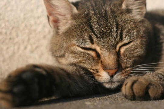 Chat Qui Dort Images Parcourir Le Catalogue De Photos Vecteurs Et Videos Adobe Stock