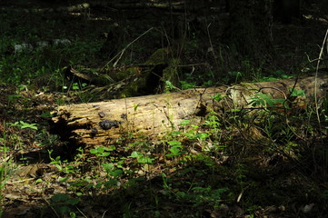 Obraz premium An old rotten log in a ray of sunlight on a may morning. Moscow region. Russia.