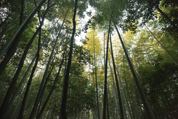 Plakat Forest japan Tree 