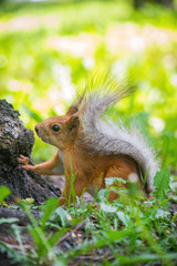 Squirrel climbs to top a tree