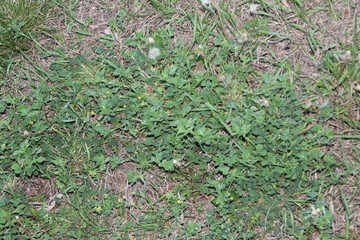 green grass background