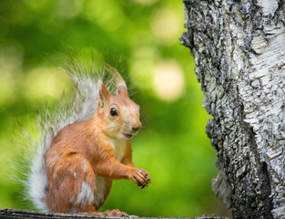 Squirrel climbs to top a tree