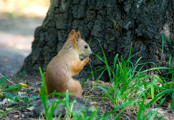 Squirrel climbs to top a tree