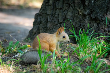 Squirrel climbs to top a tree