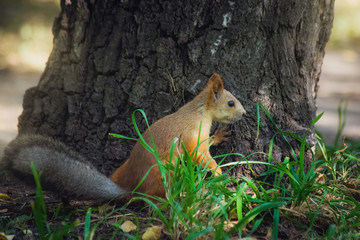 Squirrel climbs to top a tree