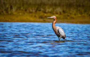 great blue heron in the back bay