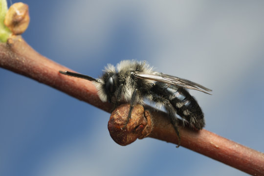 Ashy mining bee, Andrena cineraria resting on salix twig, this bee is an important pollinator