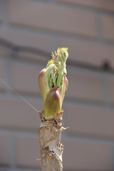 山菜：棘がついた枝の先の「タラの芽(タラノキの新芽)」
