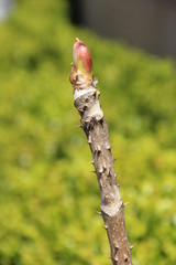山菜：棘がついた枝の先の「タラの芽(タラノキの新芽)」