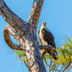 Stoic Osprey on a Curving Pine Tree Branch