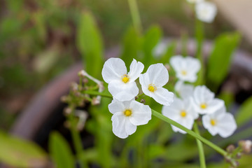 White Burhead or Texas mud baby bloom in a pot with sunlight in the garden on blur nature background.