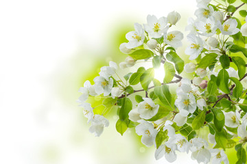 Blooming branches of an cherry tree with white flowers. Spring background with copy space. Background with branches of cherry blossoms in sunlight rays with bokeh.