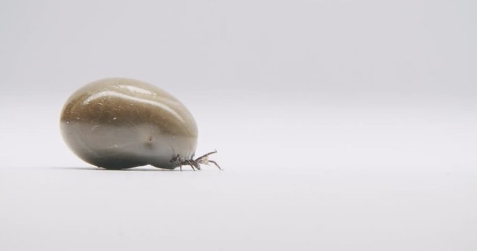 A gross tick walking slowly on a white surface to the right side of the frame. Tick filled with blood, dragging huge body over the surface. Commercial soft light from above.