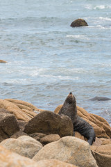 Fototapeta premium South American fur seal, Arctocephalus australis, in Cabo Polonio, Uruguay