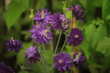 Obraz premium purple flowers