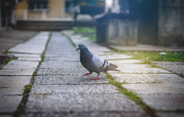 Single pigeon walking and looking for food on a sidewalk or pavement in the city. Empty old town street with pigeon or dove on a ground. Side view, pigeon concept photo.