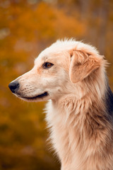 a dog on the nature