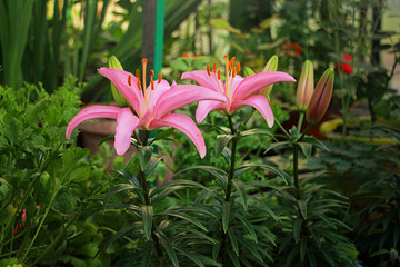 lilies bloom beautifully