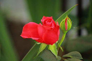 roses bloom beautifully