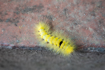 High Angle View of  A Yellow Calliteara Horsfieldii Caterpillar