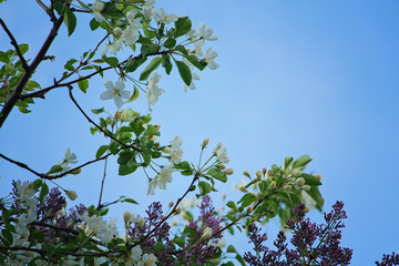 Fototapeta premium apple tree in bloom
