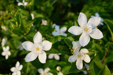 Obraz premium Blooming white flower of White Inda flower or Wrightia antidysenterica flower