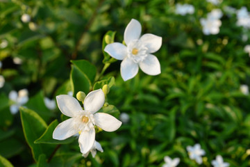 Obraz na płótnie Canvas Blooming white flower of White Inda flower or Wrightia antidysenterica flower