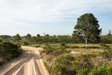 Fototapeta na wymiar Sand roads with truck tracks, in Cabo Polonio, Uruguay
