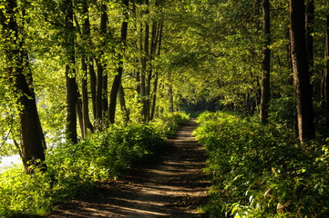 Fototapeta na wymiar A path along a forest lake on a Sunny summer morning. Moscow region. Russia.