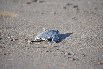tortuguita 