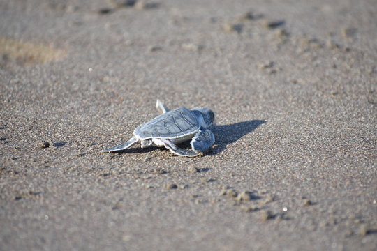 tortuguita 