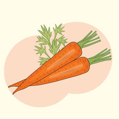 Vector illustration of fresh garden carrots  in flat style. Clip art of carrot. Carrot vegetable for vegetarian