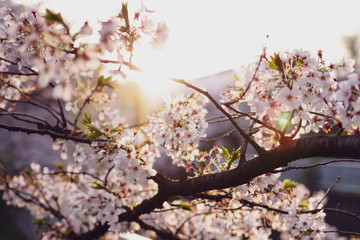Fototapeta premium Sakura Japan Spring