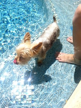 Low Section Of Person By Australian Silky Terrier In Swimming Pool