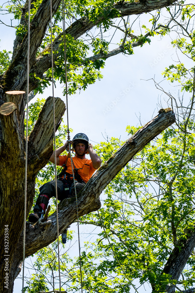 Poster Worker in orange shirt in tree cutting off dead branches